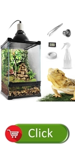 vertical tall reptile terrarium with kits accessories lizard geock bowl lamp