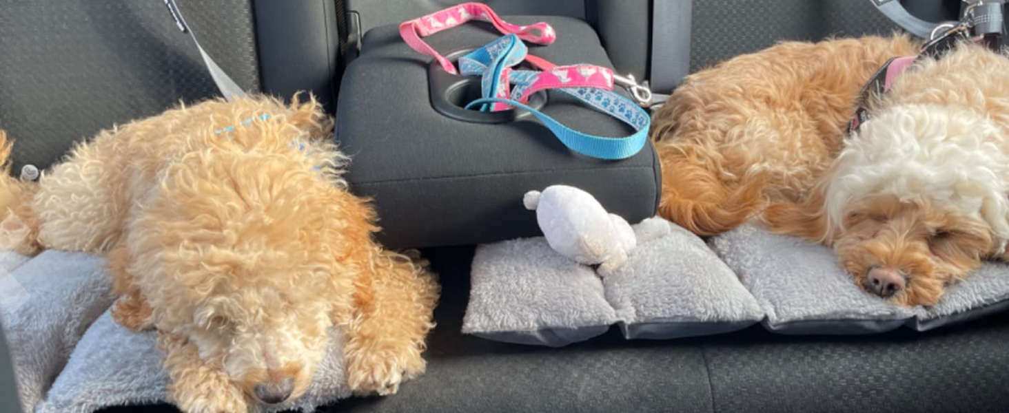2 dogs car bed