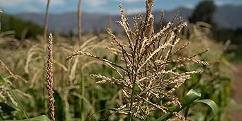Organic-corn-seed xanadu zanadoo sweet-corn-seed corn organic seed seed-for-planting grain colored