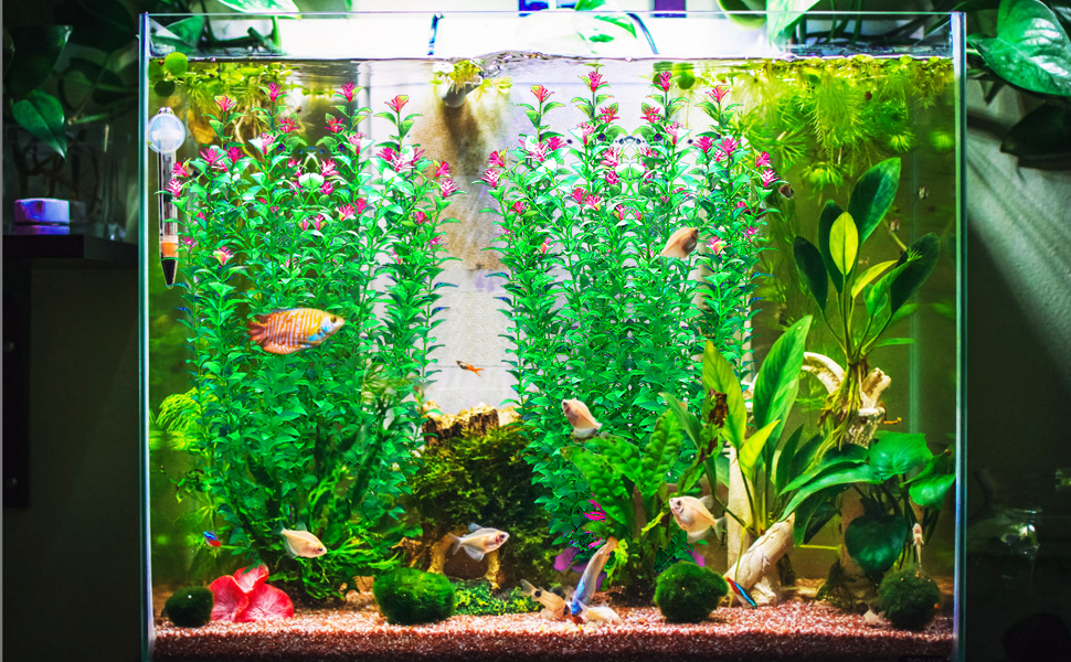 aqaurium plant