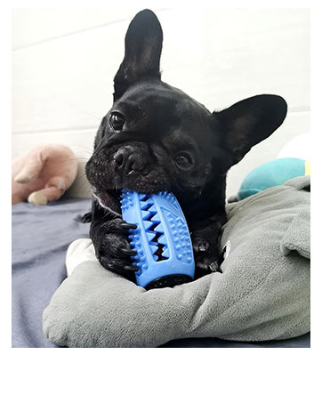 Kauspielzeug für Hunde