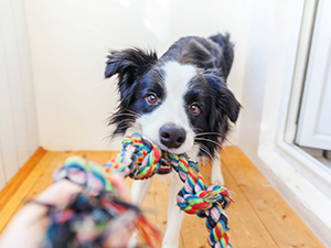 dog hip and joint supplement