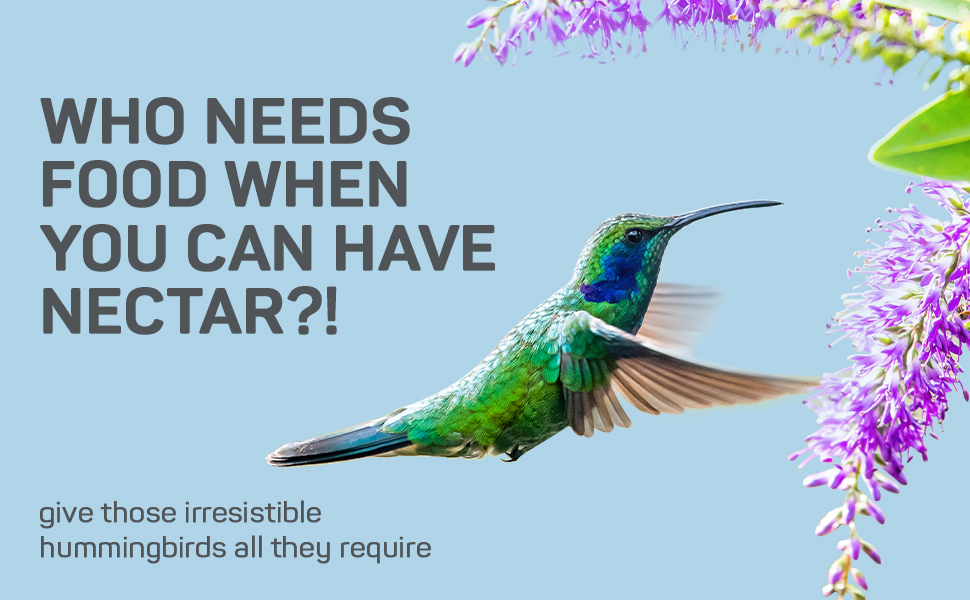 A day in the life of a hummingbird image