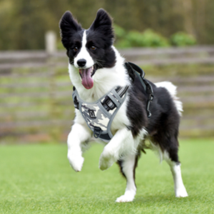 dog harness