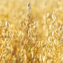 emu oil natural bar soap skin lichen sclerosis 