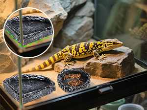 bearded dragon accessories