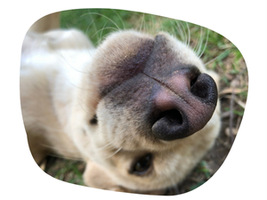 Hunde Pflegestift