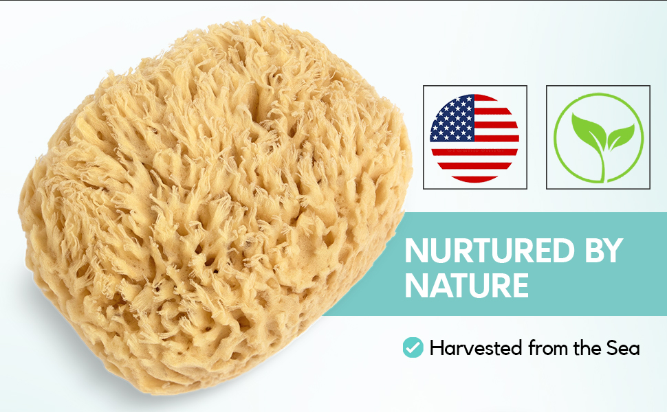 XFO Sea Sponge, Natural Sea Wool Sponge (Large 6in) All
