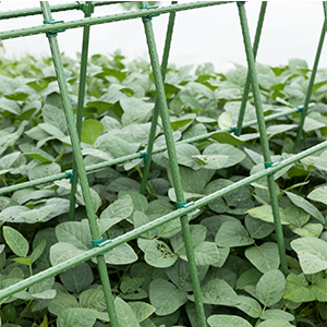 plant sticks support
