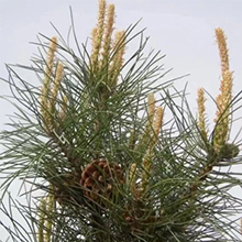 5% Minoxidil for Men and Women