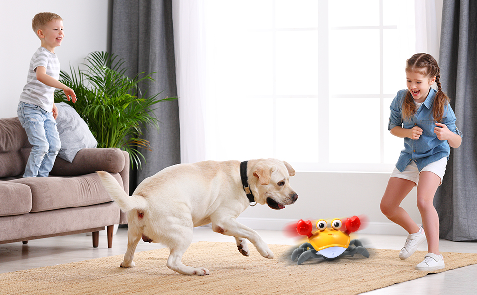 Entertainment for Young Kids and Pet Dog/Cat