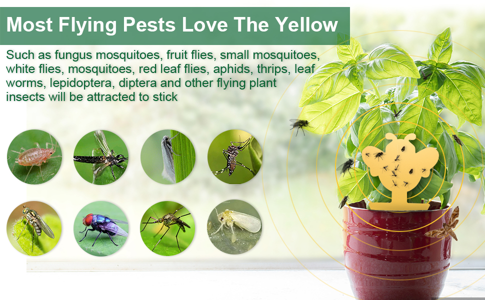Fruit Fly Sticky Traps, Fungus Gnat Traps Bug Killer for