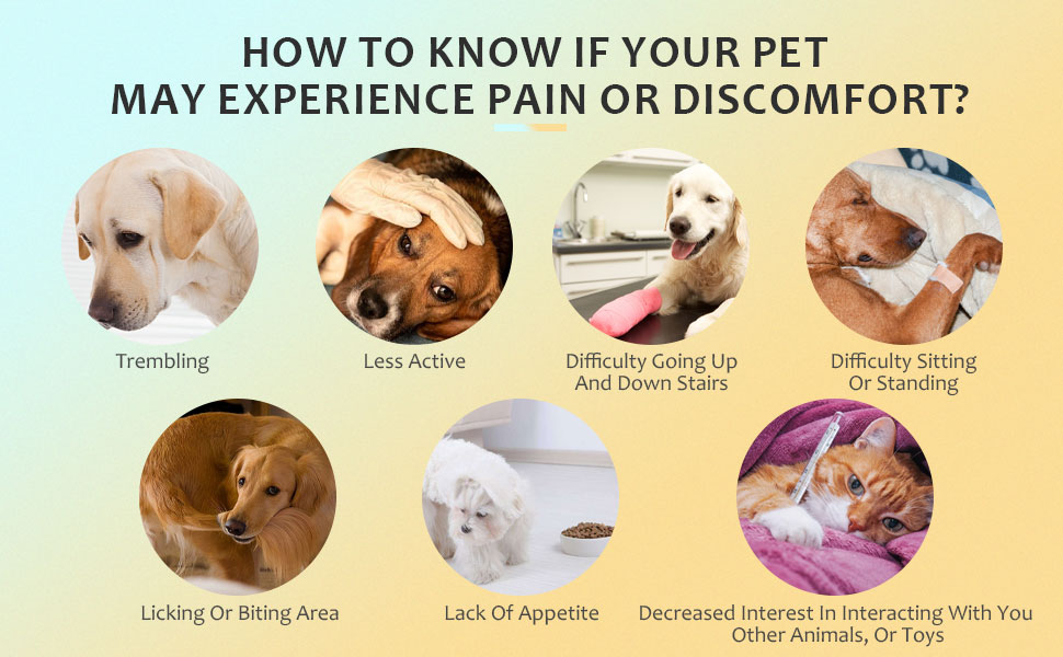 red light therapy for dogs