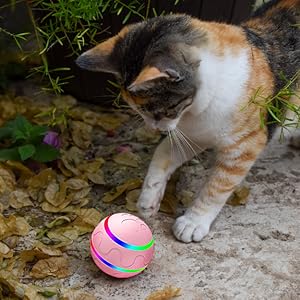 cat playing with ball