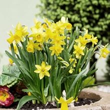 bulb planting tools