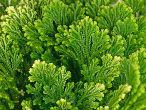 Small manufacture image 5