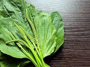 Plantain leaf