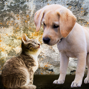 Triangle Harness for Small Dogs - Size S1 - 14 x 13 x 4 cm - Eyes Design - Very Resistant and Comfortable - Reduces Pulling - Dog Accessories 20 arnes perro, perros accesorios, cama perro, colchon perro, colchoneta perro, collar perro