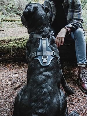 Schwarzer Labrador mit Hundegurt, Frau, die auf Baumstamm sitzt