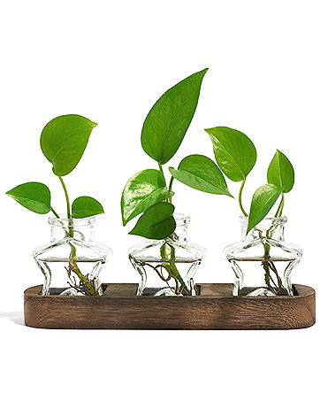 Glass Vase Wooden Tray Modern Hydroponic Planters Indoor Desktop Propogation Stations Star Shaped