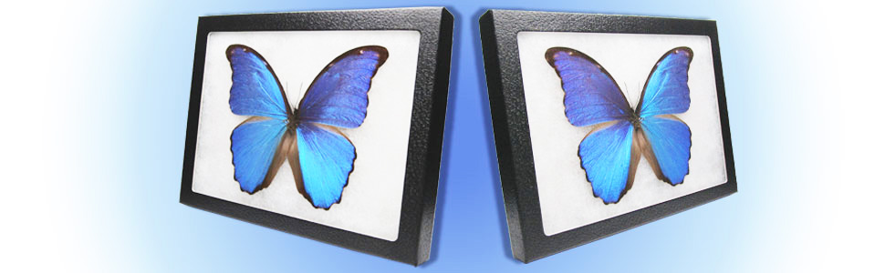 Amazon.com: BicBugs Morpho didius REAL FRAMED Blue BUTTERFLY