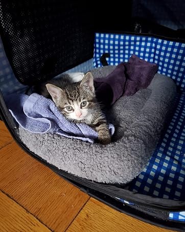 cat mat