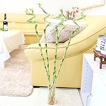 Amazon｜【ブルーミングスケープ】土を使わない観葉植物 開運竹