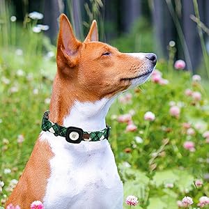 green dog collar