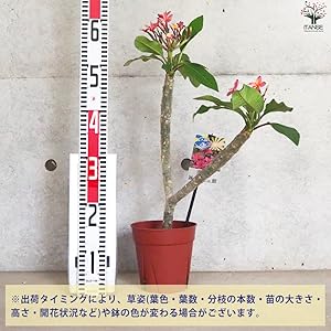 HIRO】プルメリアTeresa Wilder 挿し木（発根済み）5号鉢