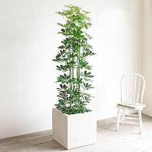 Amazon｜シェフレラ 青 ホンコンカポック 10号 キューブ型