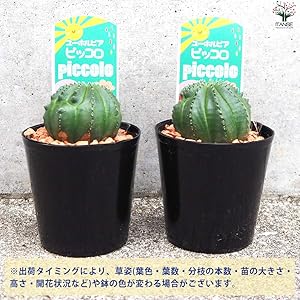 Amazon.co.jp: ユーフォルビア・ピッコロ(オベサ梵天) 3号鉢 2個