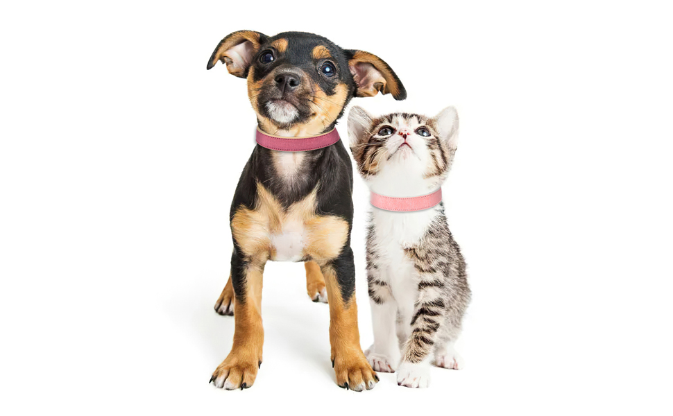 XXS Dog Collar Adjustable Dog Collars for Small Medium Large Dogs Female Male