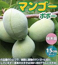 Amazon.co.jp: ITANSE ポポー2年生接木苗/5号ポット苗(品種