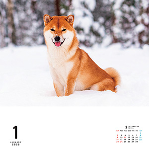 I・LOVEしば vol.2 (あなたのしば、ここにいます。) Amazon.co.jp: I LOVE しばカレンダー 2024（月めくり/壁掛け