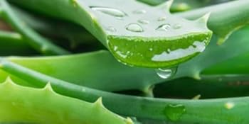 Aloe vera