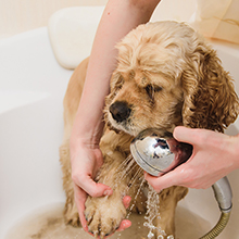 shower drain cover, shower drain hair catcher