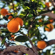 whey protein powder supplement women vegetarian soy biotin vitamin a c