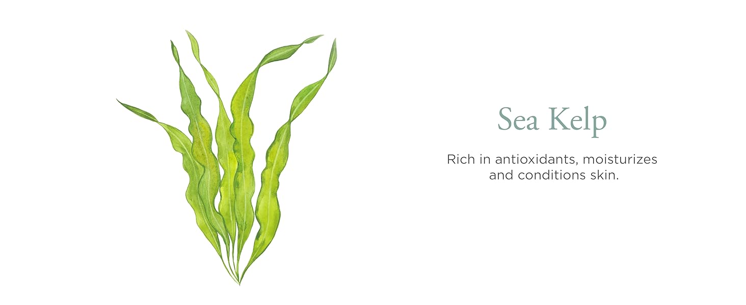 Sea Fresh Ingredient List: Sea Kelp
