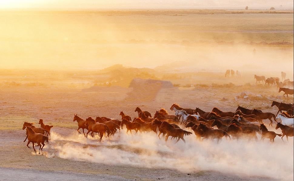 Adjustable Horse Blinder