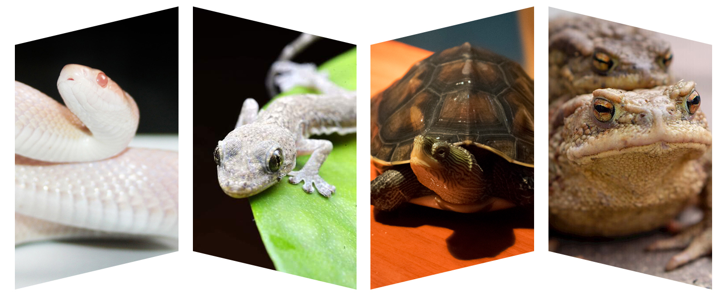 heating light bulb for reptiles