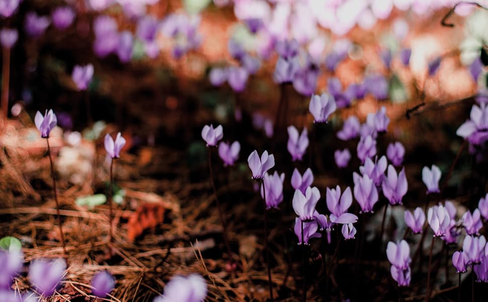 Amazon.com: Wild Flowers (Floramour): 9783961715497: Klaffenbach Amazon.com: Wild Flowers (Floramour): 9783961715497: Klaffenbach