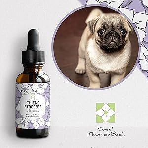 CHIEN STRESSÉ