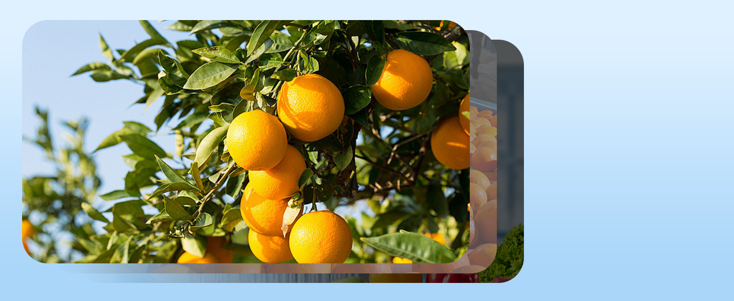 Digital Fruit Hardness Tester