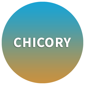 Chicory