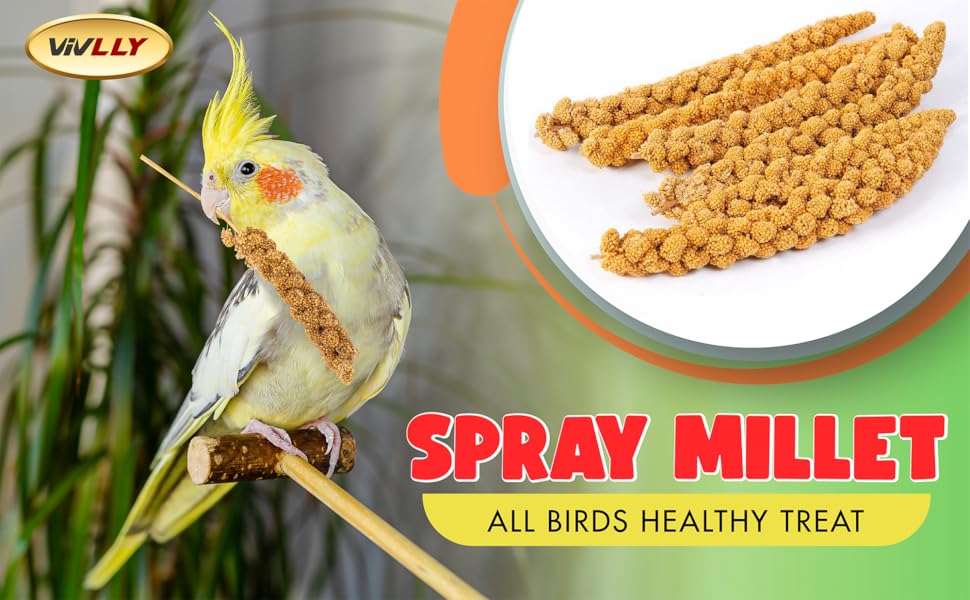 Vivlly 5LBS GMOFree Sun Dried Spray Millet Original