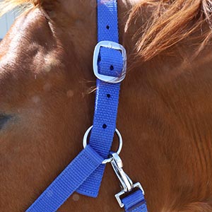 Cropped image of the left side of the halter on a horse