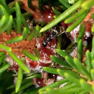  OPTIMISEZ VOTRE BIEN-ÊTRE AVEC UNE SOLUTION TOTALEMENT NATURELLE.