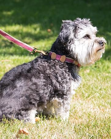 pettsie dog leash made from hemp in pet-friendly gift box