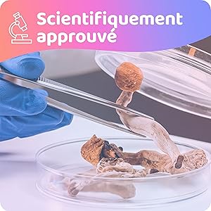 lions mane cordyceps lion's mane nootropique criniere de lion chaga bio ahcc mucuna pruriens