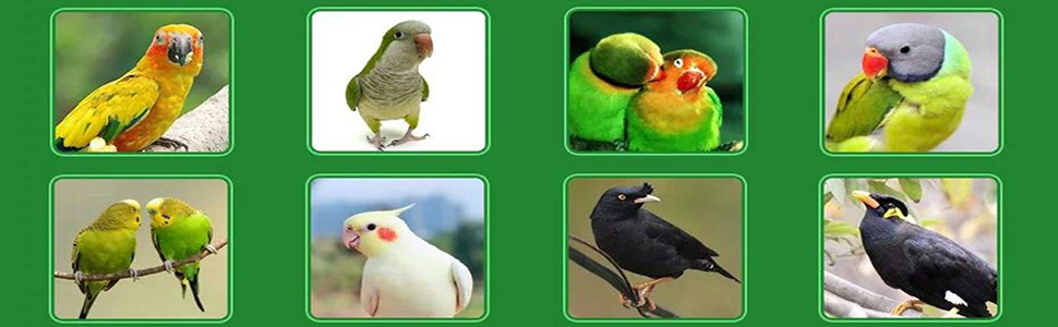Suitable for parrot cockatiel conure lovebirds parakeet finch.